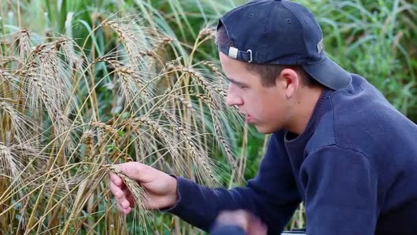 Rapaz a explorar orelhas de cereais — Vídeo de Stock