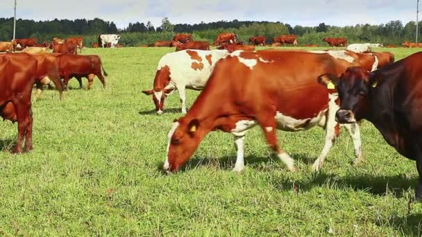 Krávy pasou na louce — Stock video