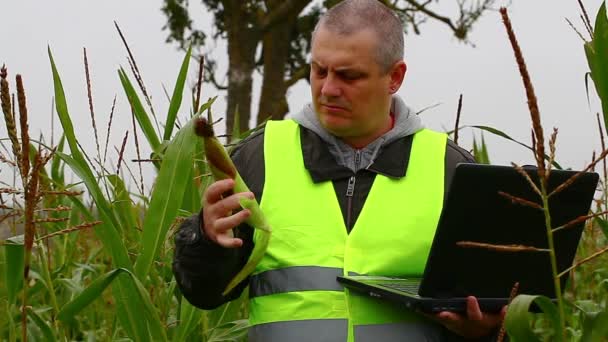 Agricultor con PC y maíz en el campo — Vídeo de stock
