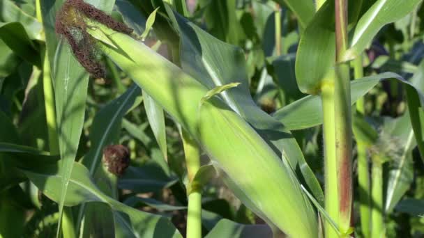 Campo de maíz con haz de sol — Vídeo de stock