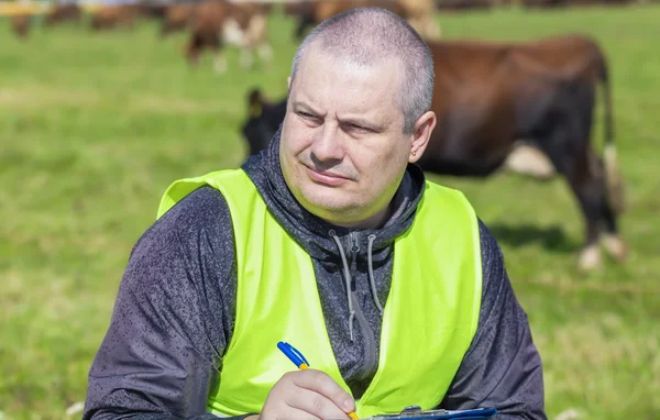 Agricultor escribiendo cerca de las vacas en el pasto —  Fotos de Stock