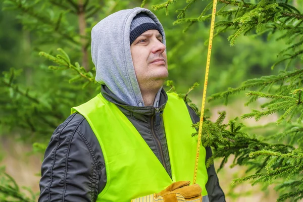 Man with a tape measure near the spruce in forest — Stock Photo, Image