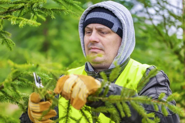 Uomo con forbici rami di abete rosso potato nel bosco — Foto Stock