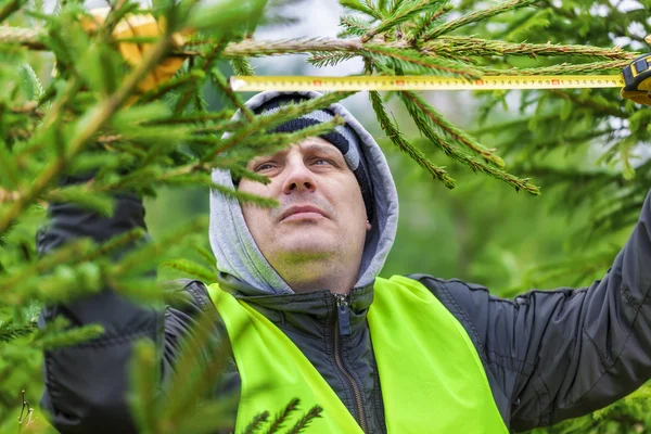 Man with tape measure near the spruce branch in forest — Stock Photo, Image