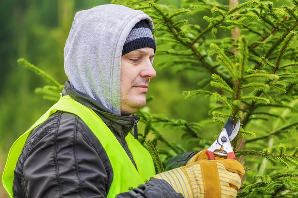 Man med sax nära spruce grenar i skogen — Stockfoto