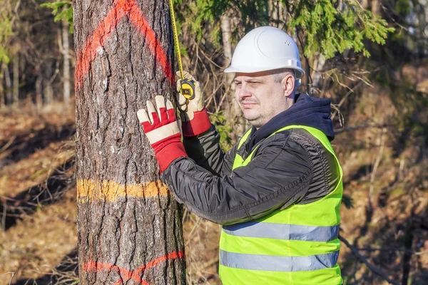 Ormandaki Ladin yakınındaki bir mezura ile oduncu