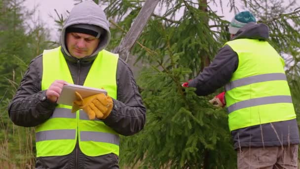 Travailleurs avec tablette PC et ciseaux près de l'épinette — Video