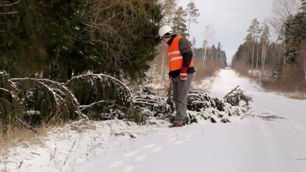 Lumberjack na floresta perto da árvore — Vídeo de Stock