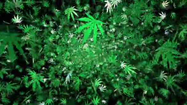 Feuilles de cannabis volantes 
