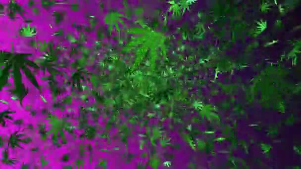 Летающие листья конопли — стоковое видео