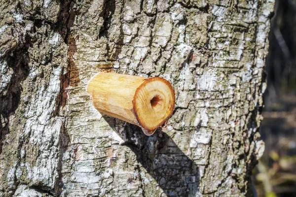 Infuus van birch sap in het vroege voorjaar — Stockfoto