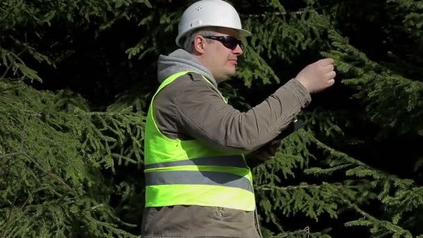 Ingeniero forestal con tablet PC cerca de abeto — Vídeo de stock