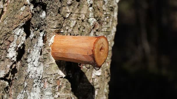 Goteo de savia de abedul a principios de primavera en el bosque — Vídeos de Stock