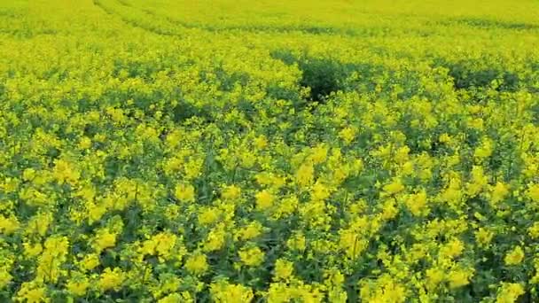 Yellow rapeseed flowers in field — Stock video