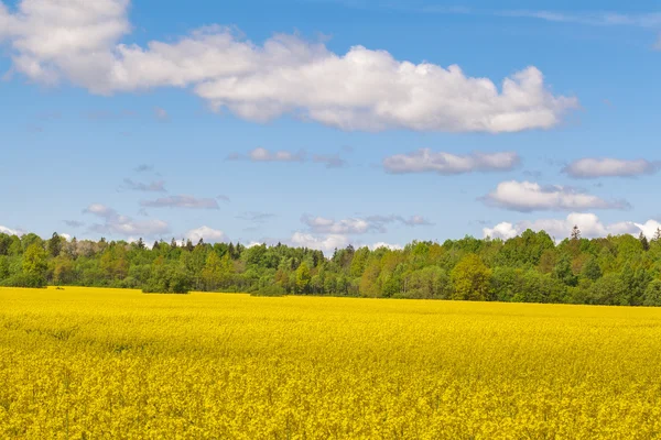 Landschaft mit Himmel, Wald und Rapsfeld — Stockfoto