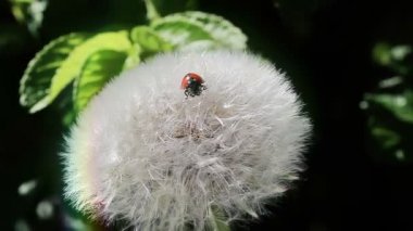 karahindiba tarihinde uğur böceği