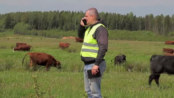 Bauer mit Handy in der Nähe der Kühe auf der Weide — Stockvideo