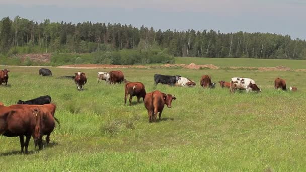 Vacas em pastagens — Vídeo de Stock