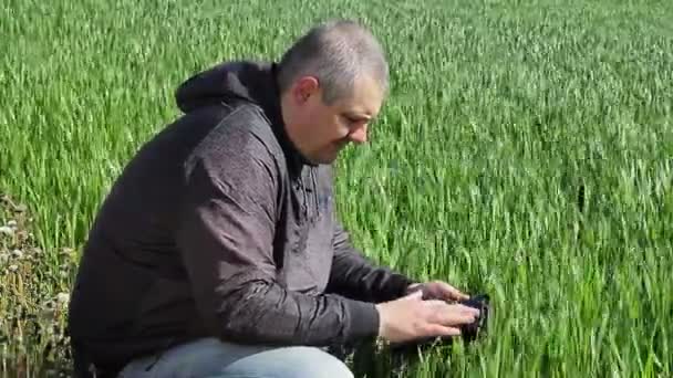 Tablet Pc, a gabona a mező nyári mezőgazdasági — Stock videók
