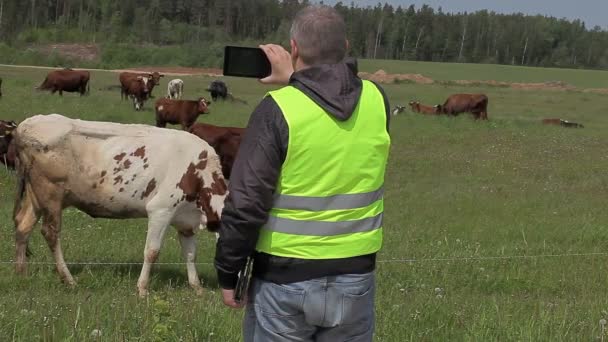 Bonde med tablet Pc filmade kor på bete — Stockvideo