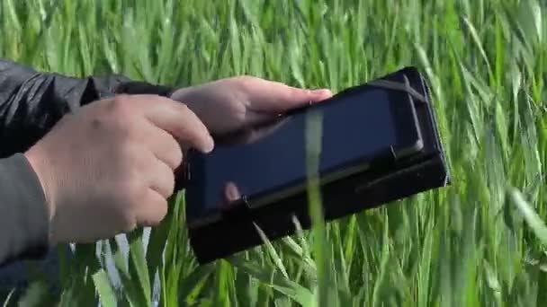 Mão com tablet PC no campo de cereais no verão — Vídeo de Stock