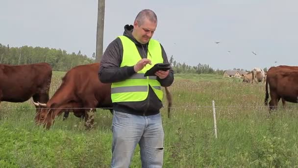 Agricultor trabalhando com tablet PC perto de vacas em pastagem — Vídeo de Stock