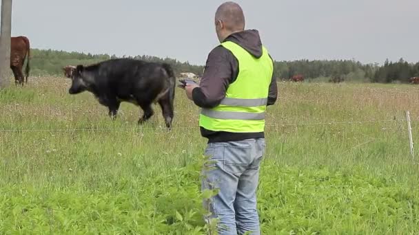 Agricultor trabalhando com tablet PC perto de vacas — Vídeo de Stock