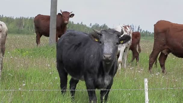 Kor på bete i sommar — Stockvideo