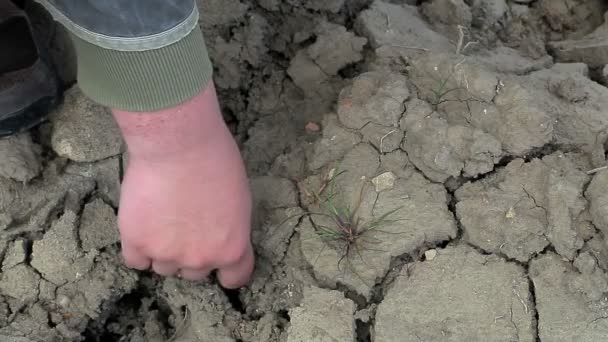 Hand in de buurt van gebarsten droge grond — Stockvideo