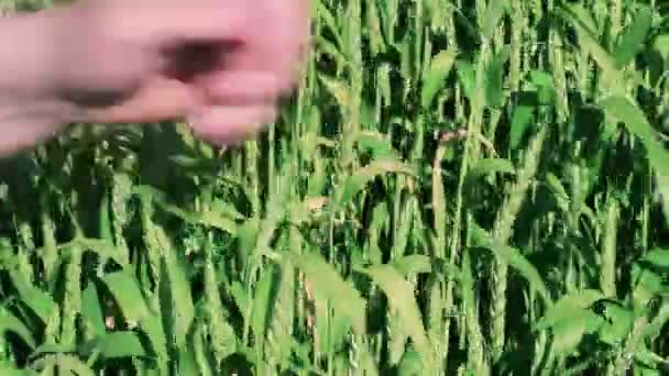 Mão de homem perto de cereais — Vídeo de Stock