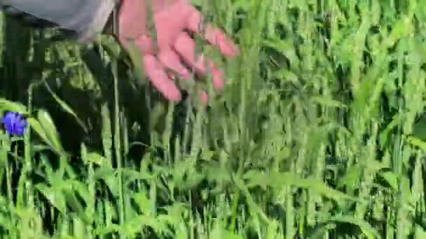 La mano del hombre cerca del cereal verde en verano — Vídeo de stock
