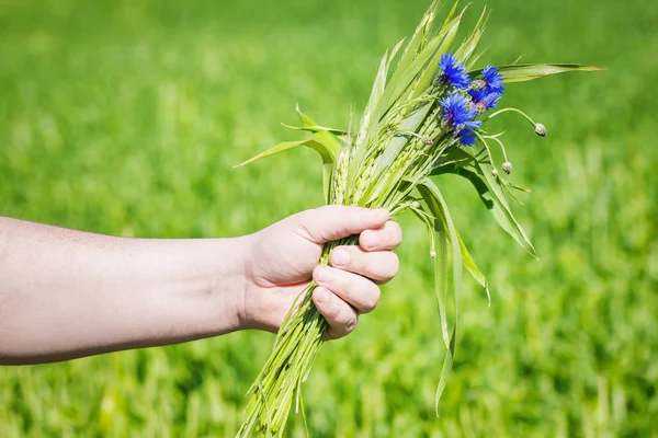 Cornflower with grain ears in the hand of — Stock Photo, Image