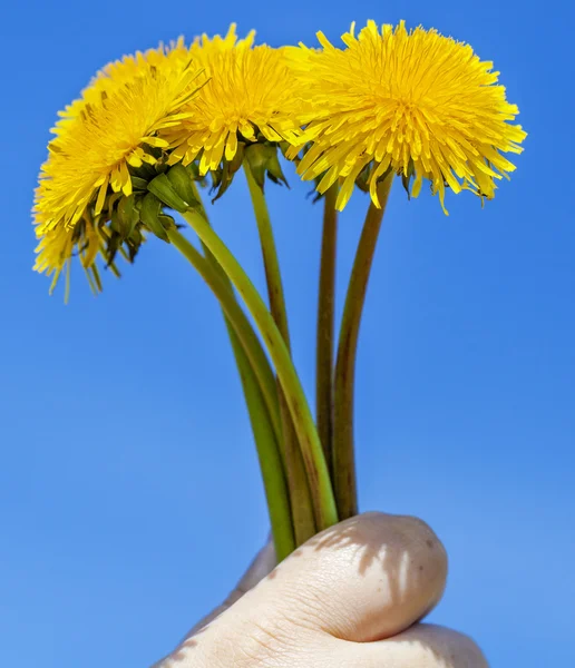 Paardebloemen op blauwe hemel — Stockfoto