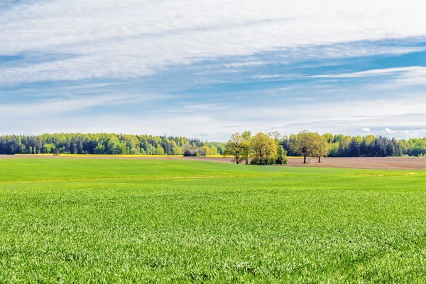 Paisagem com o céu, floresta e campo de cereais — Fotografia de Stock