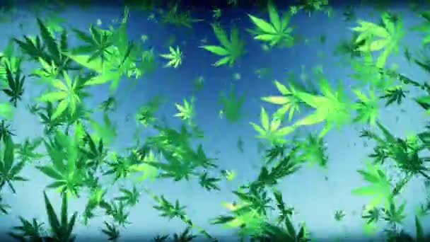 Flying cannabis lämnar på mörkblå — Stockvideo