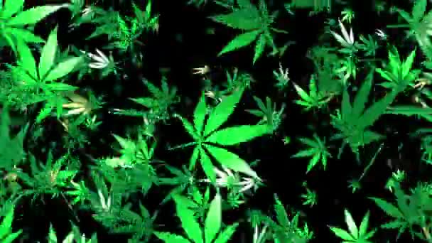 Flying cannabis leaves on black background — Stock Video