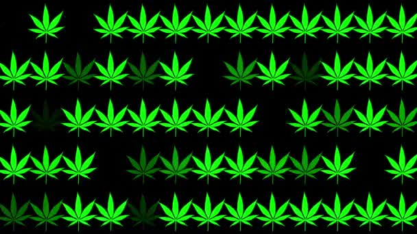 Gröna cannabis löv i rader på svart — Stockvideo