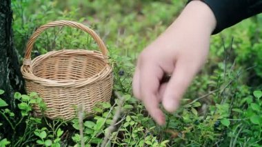 Ormandaki adam malzeme çekme yaban mersini