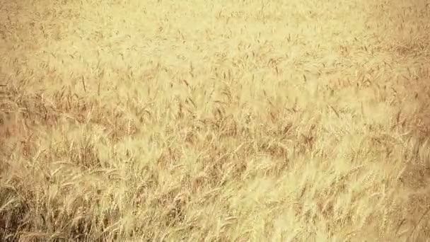 Campo de cereais amarelo — Vídeo de Stock