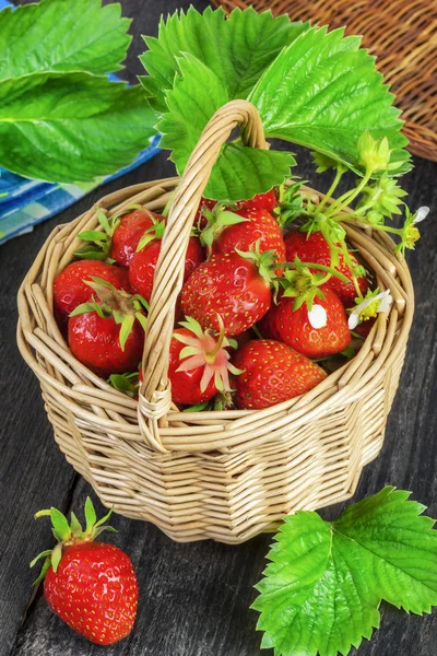 Freshly picked strawberries in basket — Stock Photo, Image