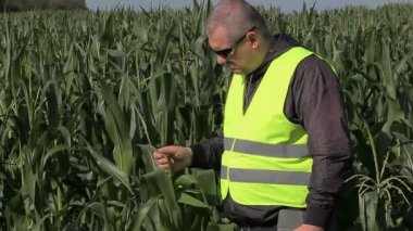 Mısır alanında çiftçi