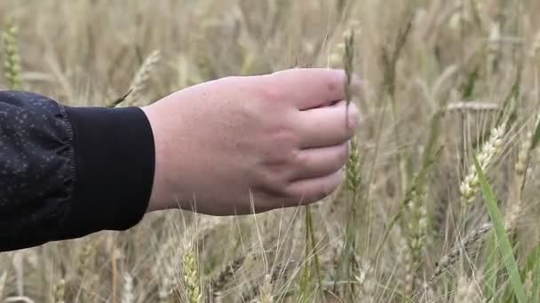 Man's hand op granen — Stockvideo