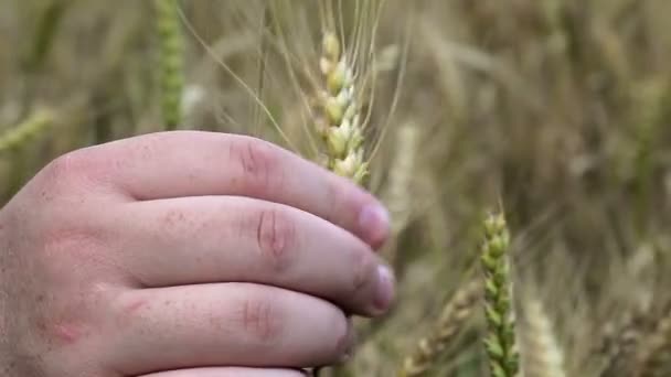 Mão de homem em cereais no verão — Vídeo de Stock
