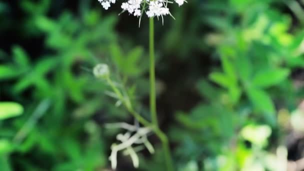 Yarrow en el bosque — Vídeo de stock