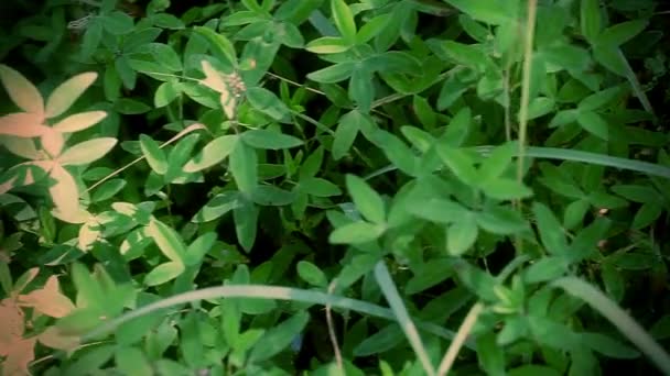 Красный клевер в лесу — стоковое видео
