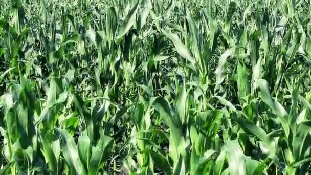 Campo de maíz verde en verano — Vídeo de stock