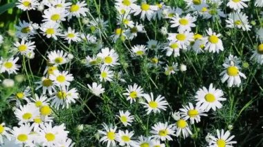 Yaz aylarında papatya çiçeği