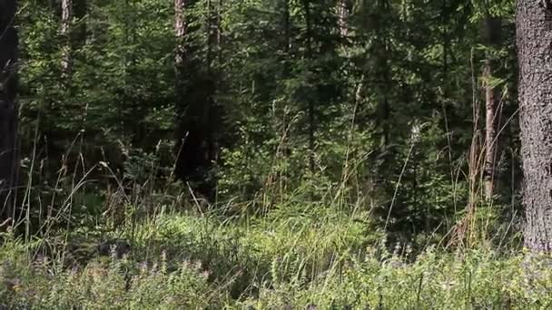 Wiese im Wald mit Sonnenstrahl — Stockvideo