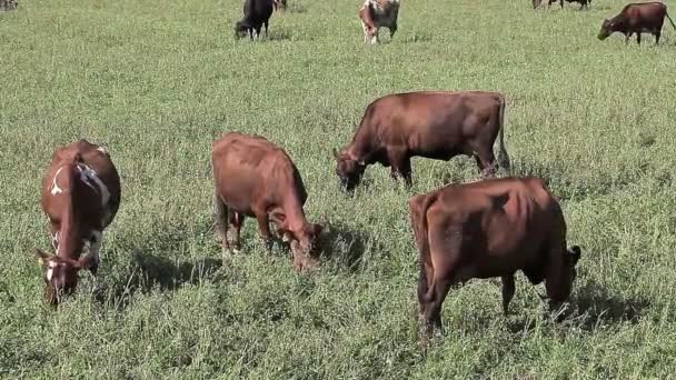 Vacas pastam no prado — Vídeo de Stock