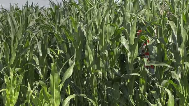 Farmer with smartphone walking through the corn field — Stock Video